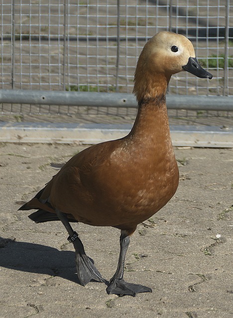 高涨