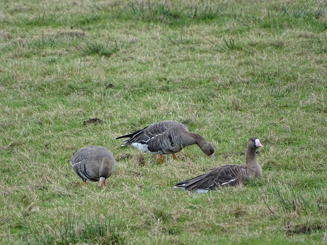 伤病影响分 伤病影响分